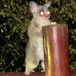 Jabula Lodge and Restaurant Marloth Park avatar